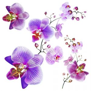 Samolepicí dekorace Orchids